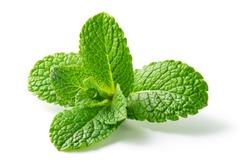 Mint Leaf. Fresh Mint On White Background. Mint Leaves Isolated. Full Depth Of Field. Perfect Not AI Mint Leaf, True Photo.