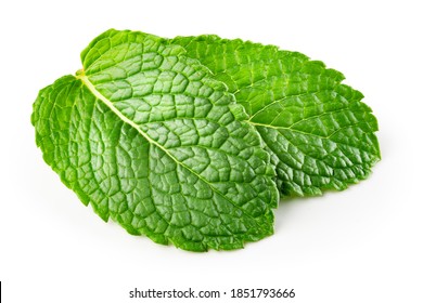 Mint leaf. Fresh mint on white background. Mint leaves isolated. With clipping path. - Shutterstock ID 1851793666