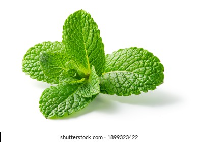 Mint leaf. Fresh mint on white background. Mint leaves isolated. Full depth of field. - Shutterstock ID 1899323422