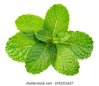 Mint leaf. Fresh mint on white background. Mint leaves isolated. Full depth of field.