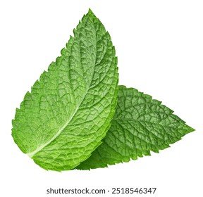 Mint leaf. Fresh mint on white background. Mint leaves isolated. Full depth of field - Powered by Shutterstock