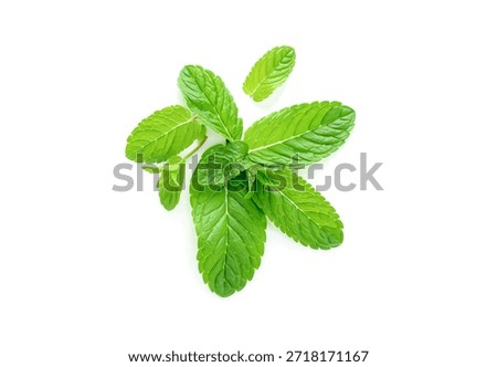 Mint leaf. Fresh mint on white background. Mint leaves isolated.