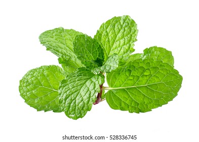 Mint Leaf Green Plants Isolated On White Background, Peppermint Aromatic Properties Of Strong Teeth And Fresh Ivy As A Ground Cover Plant Types