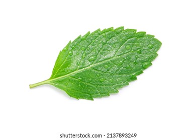 Mint Leaf Has Water Drop Isolated On White Background , Top View , Flat Lay.