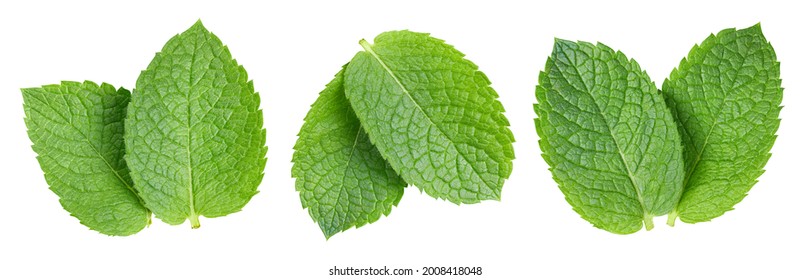 Mint leaf isolate on white. Mint isolated with clipping path. Professional studio macro shooting. Collection mint Clipping Path - Shutterstock ID 2008418048