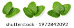 Mint leaf isolated. Fresh mint on white background. Set of mint leaves. Top view. Full depth of field. Perfect not AI mint leaf, true photo.