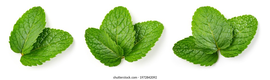 Mint leaf isolated. Fresh mint on white background. Set of mint leaves. Top view. Full depth of field. - Shutterstock ID 1972842092
