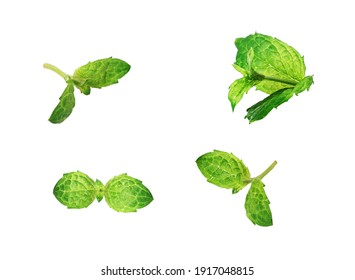 Mint Leaf Isolated On A White Background