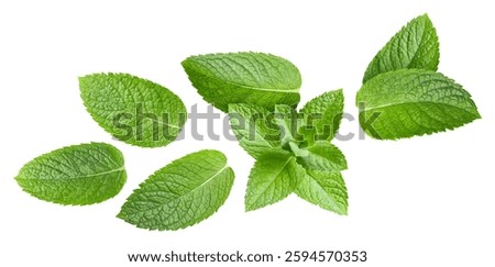 Mint leaf isolated. Mint on white background. Set of mint leaves with clipping path