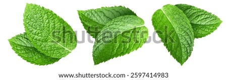 Mint leaf isolated on white. Pepper mint collection clipping path. Mint leaf macro studio photo