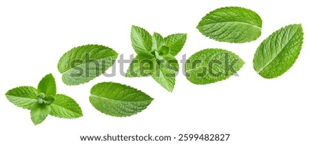 Mint leaf isolated. Mint on white background. Set of mint leaves with clipping path