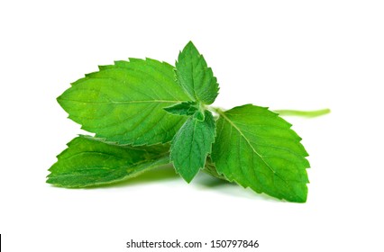 Mint Leaf Isolated  Over White Background 