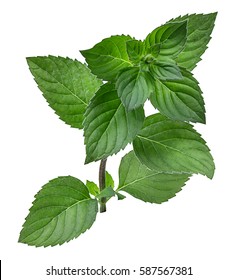 Mint Leaf Isolated Over White Background