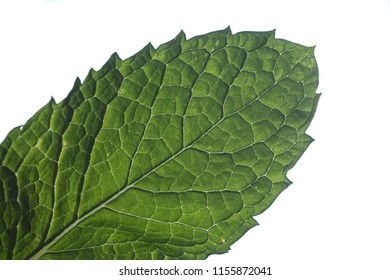 mint leaf macro