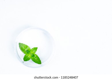 Mint Leaf In Petri Dish In Science Lab