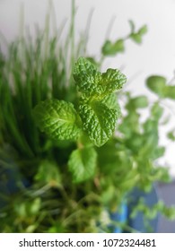 Mint leaf in pot