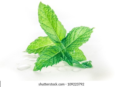 Mint leafs on a white background