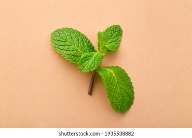 Mint Leave Isolated On Colored Background. Mint Isolated
