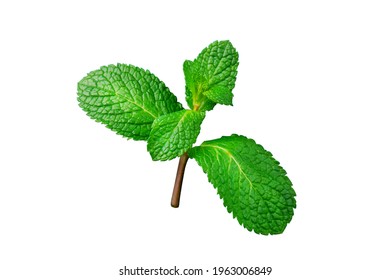 Mint Leave Isolated On White Background. Mint Leave Isolated