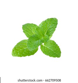 Mint Leave Isolated On White Background.