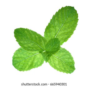 Mint Leave Isolated On White Background.