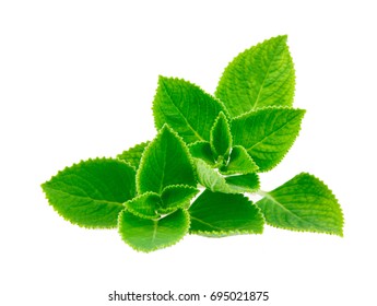 Mint Leave Isolated On White Background