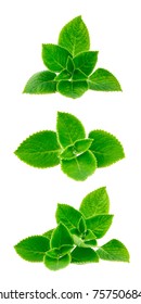 Mint Leave Isolated On White Background