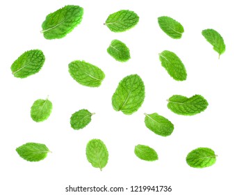 Mint Leave On White Background