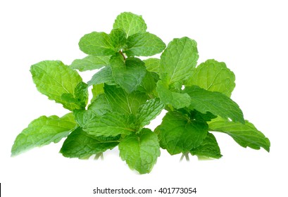 Mint Leave On White Background