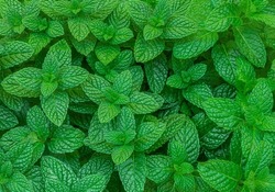 Mint Leaves Background. Green Peppermint Leaves Pattern Layout Design Top View. Spermint Plant Growing
