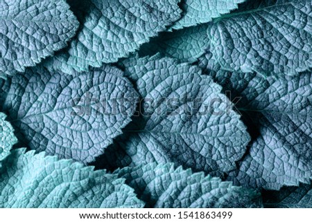 Mint leaves background. Top view, copy space for your text.