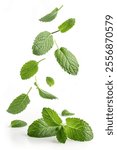 Mint leaves fall down isolated white background for your food design.