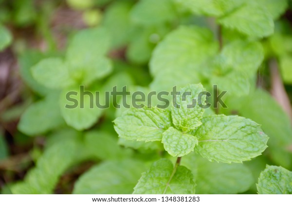 Mint Leaves Grown Garden Home Cooking Stock Photo Edit Now