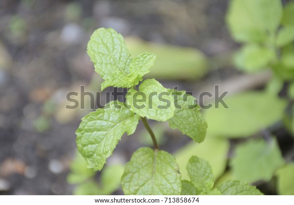 Mint Leaves Grown Garden Home Cooking Royalty Free Stock Image