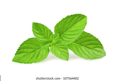 Mint Leaves Isolated On White Background