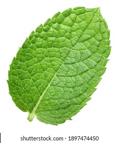 Mint leaves isolated on white. Mint Clipping Path. Mint macro studio photo
