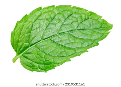 Mint leaves isolated on white background. Mint leaf clipping path.