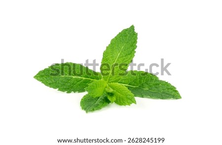 Mint leaves isolated. Peppermint leaf set, green fresh mint, spearmint menthol plant close up, natural mentha foliage on white background