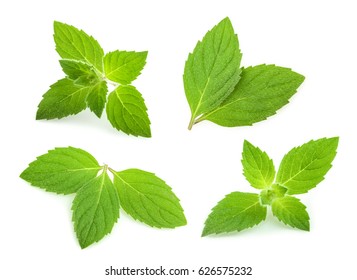mint leaves isolated. set - Shutterstock ID 626575232