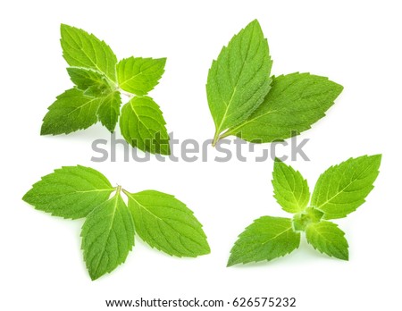 mint leaves isolated. set