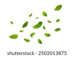 Mint leaves levitation isolated on white background. Mint leaves falling exotic foliage.