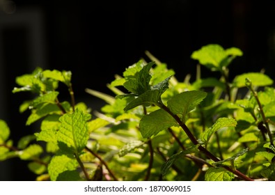 Mint Leaves (Mentha Piperita L) With Shallow Focus On Dark Background.