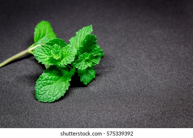 Mint Leaves On Black Background.