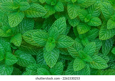 Mint leaves Pattern. Green Mint Plant Grow Background closeup