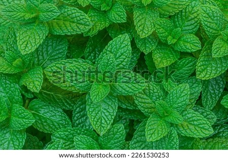Mint leaves Pattern. Green Mint Plant Grow Background closeup
