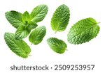 Mint leaves. Spearmint leaves, isolated on white