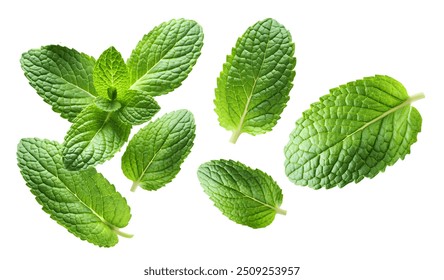 Mint leaves. Spearmint leaves, isolated on white - Powered by Shutterstock