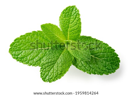 Mint leaves top view. Fresh mint on white background. Mint branch with leaf isolated. Full depth of field.