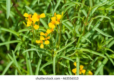 Mint Marigold (Tagetes Lucida)