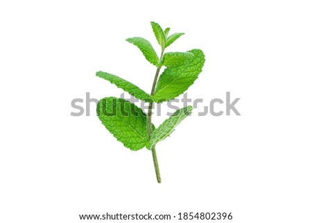 Mint or mentha branch with leaves isolated on white

